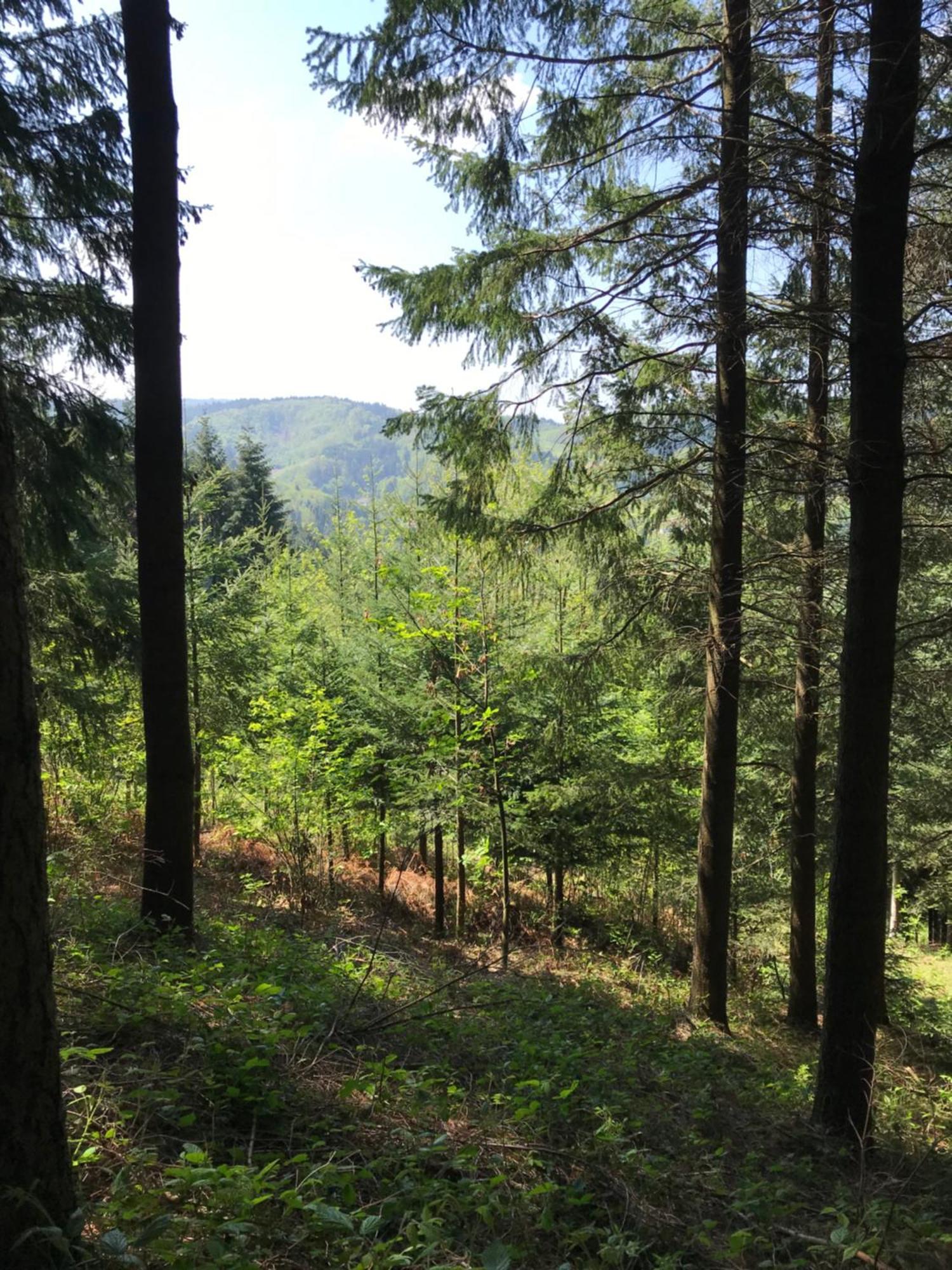 Ferienwohnung Hesselbach Oberkirch  Εξωτερικό φωτογραφία
